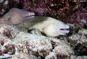 Maldives 2021 - Murene a oeil blanc -Grey face moray - Gymnothorax thyrsoideus - DSC00147_rc